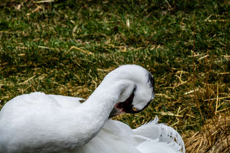 Whooping crane preens itself. Calgary Zoo, Calgary, Alberta, Canadaの写真素材