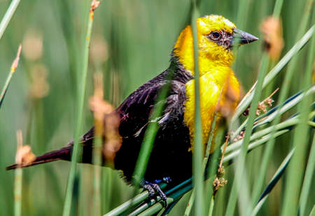 Yellow headed black bird sits in the high grass. Frank Lake, Alberta, Canadaの写真素材