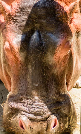 Hippo facial expressions during feeding time. Busch Gardens Wildlife Park, Tampa, Bay, Florida