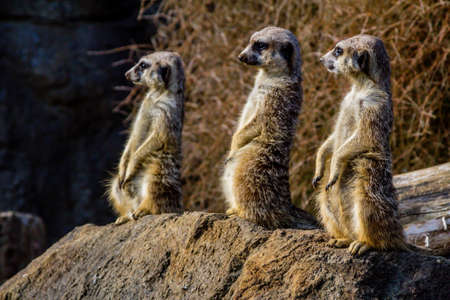 Meerkats stand guard and watch over their compound. Auckland Zoo, Auckland, New Zealandの写真素材
