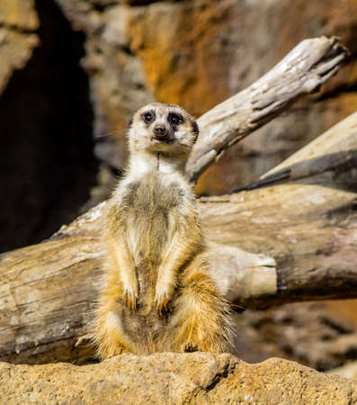 Meerkats stand guard and watch over their compound. Auckland Zoo, Auckland, New Zealandの写真素材