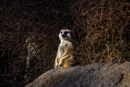 Meerkats stand guard and watch over their compound. Auckland Zoo, Auckland, New Zealand