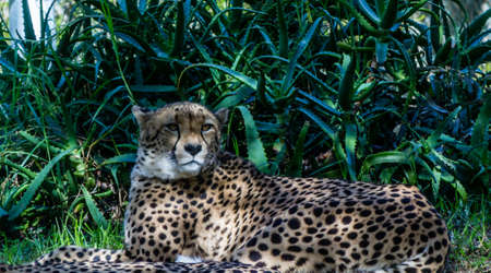 Cheetahs rest in the grass and on platforms. Auckland Zoo, Auckland, New Zealand