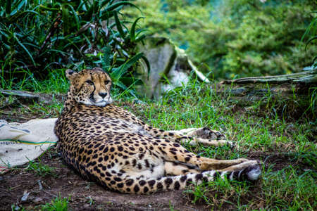 Cheetahs rest in the grass and on platforms. Auckland Zoo, Auckland, New Zealand