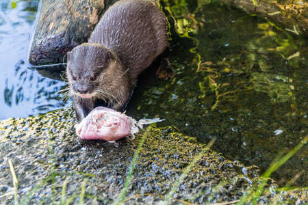 Wombat takes a stroll around his territory. auckalnd Zoo, Auckland, New Zealandの写真素材