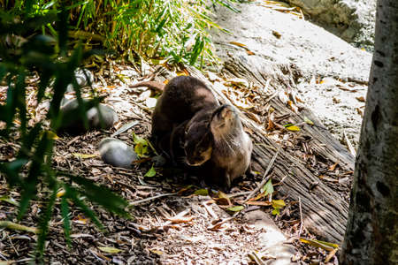 Short clawed otter takes a stoll around his compound. Auckalnd Zoo, Auckland, New Zealand