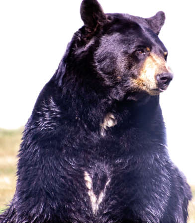 Black bear just sitting around. Discovery Wildlife Park, Innisfill, Alberta, Canada