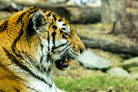 Siberian (Amur) tiger looks over his territory while rssting on a rock. Calgary Zoo, Calgary, Alberta, Canadaの写真素材