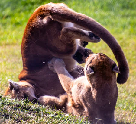 Cougar juvenils at play. Discovery Wildlife Park, Innisfill, Alberta, Canada