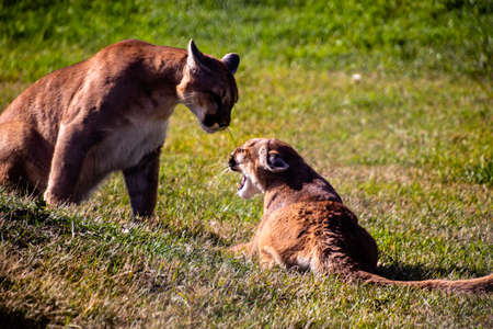 Cougar juvenils at play. Discovery Wildlife Park, Innisfill, Alberta, Canadaの写真素材