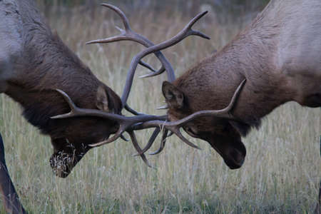 Bull elk praxctice sparing in the late fall. Banff National Park. Alberta Caandaの写真素材
