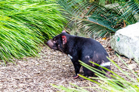 Tasmanian devil looks around his compound. Auckland Zoo. Auckland, New Zealand
