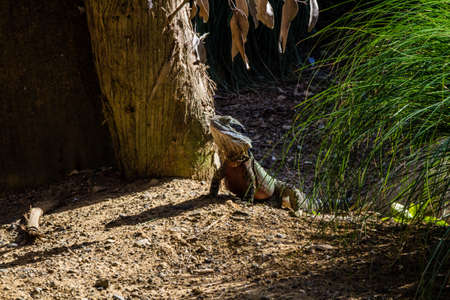 Bearded dragon patrols around it's compound. Auckalnd Zoo, Auckland, New Zealandの写真素材
