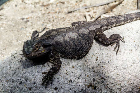 Bearded dragon patrols around it's compound. Auckalnd Zoo, Auckland, New Zealandの写真素材