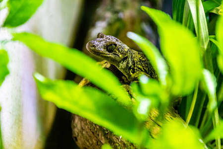 Duvecauls Gecko in a tree. Auckland Zoo. Auckland, New Zealandの写真素材