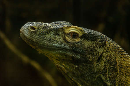 Komodo dragon in portrait. Calgary Zoo, Calgary, Alberta, Canadaの写真素材
