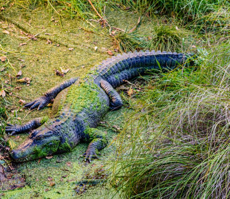 Crocodile relaxes in his compound and grabs some sun. Auckland Zoo, Auckland, New Zealand