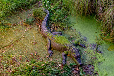 Crocodile relaxes in his compound and grabs some sun. Auckland Zoo, Auckland, New Zealandの写真素材