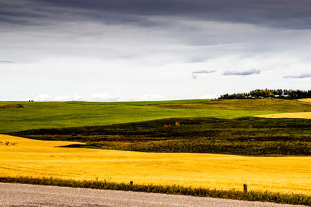 Last of the canola to be harvested. Rockyview County, Alberta, Canadaの写真素材