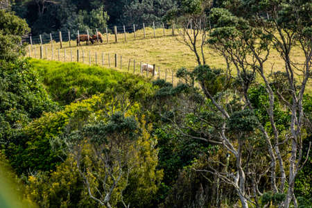 Views from a hill at Manakua Heads, Auckland, New Zealandの写真素材