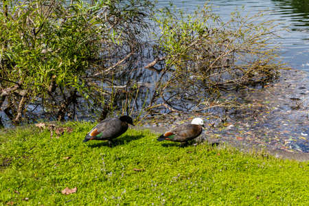Ducks, birds, swans and geese frolic in and around the pond. Western Springs Duck Pond, Auckland,...