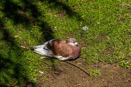 Ducks, birds, swans and geese frolic in and around the pond. Western Springs Duck Pond, Auckland,...