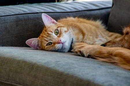 Orange Tabby at rest and play. Calgary, Alberta, Canada