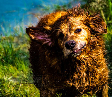 Golden retreiver takes a dip in the pond. Glenbow Ranch Provincial Recrea Area,  Alberta, Canadaの写真素材