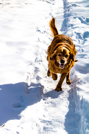 Golden retriever runs through the snow. Banff National Park Alberta, Canadaの写真素材