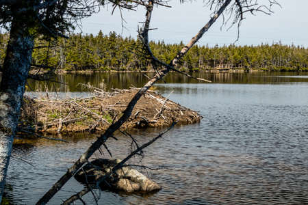 Views from a walk around Berryhill Pond. Gros Morne National Park, Newfoundland, Canadaの写真素材