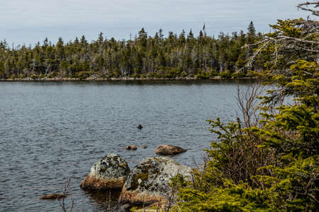 Views from a walk around Berryhill Pond. Gros Morne National Park, Newfoundland, Canadaの写真素材