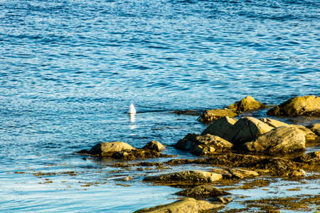 Shorline from Yellow Point. Gros Morne National Park, Newfoundland, Canadaの写真素材