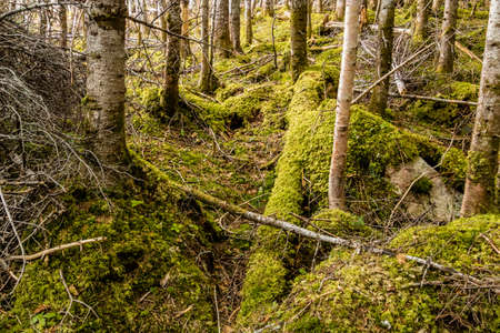 Trail to the falls. Gros Morne National Park, Newfoundland, Canada