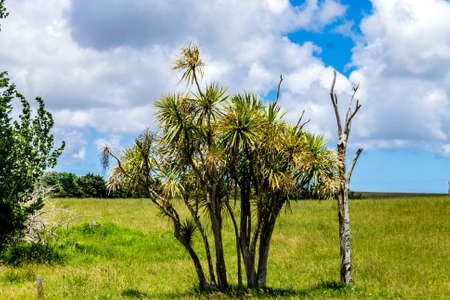 Wide open vistas around Dargaville, New Zealandの写真素材