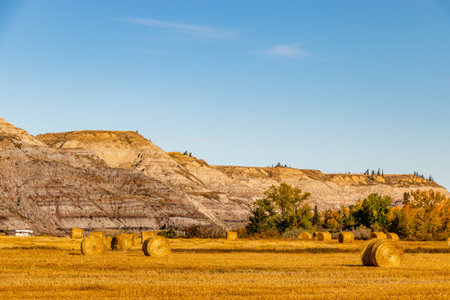 Fall colours dot the badlands. Tolman Badlands Heritage Rangeland Natural Area, Alberta, Canadaの写真素材