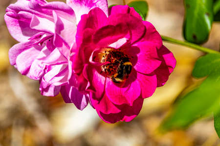Buff-tailed Bumble Bee on a pink flower. Auckland Botanical Gardens, Auckland, New Zealandの写真素材