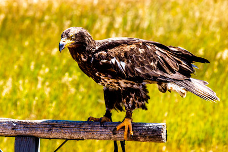Golden Eagle on it's perch. Birds of Prey Centre, Coledale, Alberta, Canada