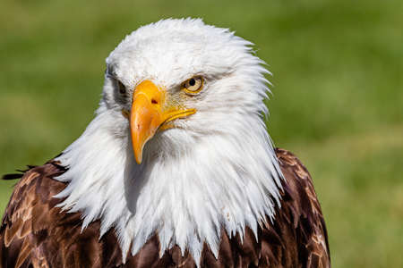 Bald Eagle in portrait. Birds of Prey Centre, Coledale, Alberta, Canada