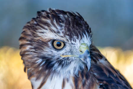 Red tailed hawk sitting on a perch. Birds of Prey Centre, Coledale, Alberta, Canadaの写真素材