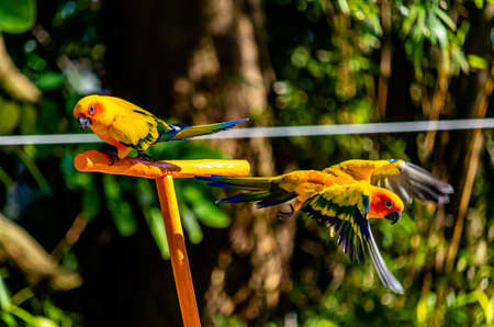 Sun Parakeet pair on a t-perch. Auckland Zoo, Auckland, New Zealand