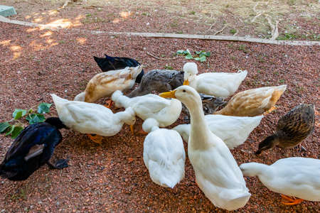 Domestic Goose in feeding frenzy. Birds of Prey Centre, Coledale, Alberta, Canadaの写真素材