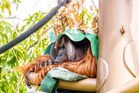 Orangutan hiding under a green carpet. Auckland Zoo, Auckland, New Zealandの写真素材