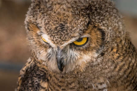 Under the gaze of the Great Horned Owl Birds of Prey Centre Coleman Alberta Canadaの写真素材