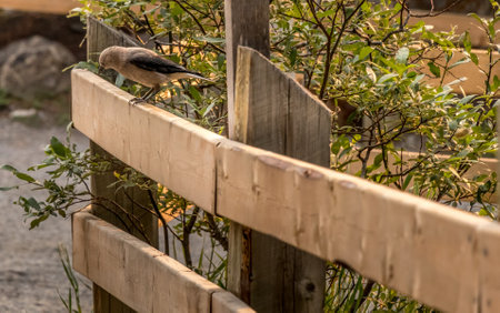 Clarks Nutcracker grazing for food Emerald Lake Banff National Park Alberta Canadaの写真素材