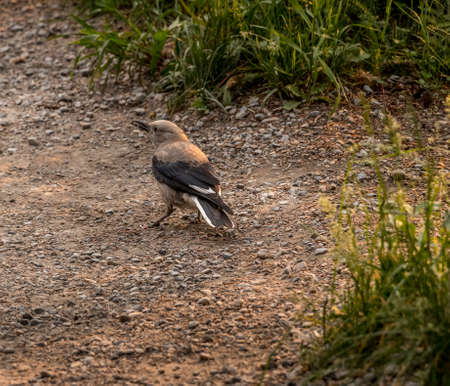 Clarks Nutcracker grazing for food Emerald Lake Banff National Park Alberta Canadaの写真素材