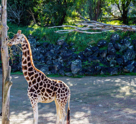 Giraffe grabs a quick snack from a tree. Auckland Zoo, Auckland, New Zealandの写真素材