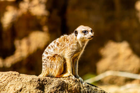 Meerkat sentinal stands on guard. Auckland Zoo, Auckland, New Zealandの写真素材