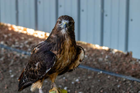 Red tailed hawk sitting on a perch. Birds of Prey Centre, Coledale, Alberta, Canadaの写真素材