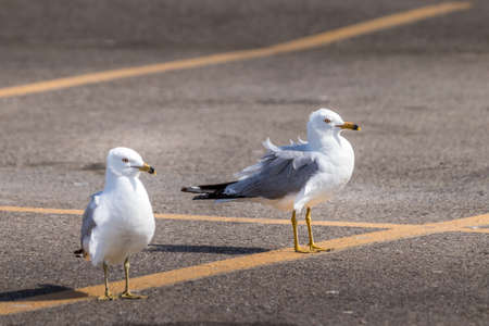 Ring billed gull scoures the parking lot Elk Island National Park Alberta Canadaの写真素材