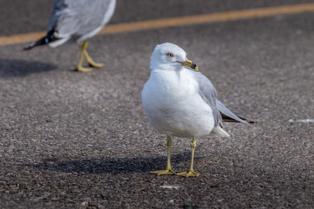 Ring billed gull scoures the parking lot Elk Island National Park Alberta Canadaの写真素材